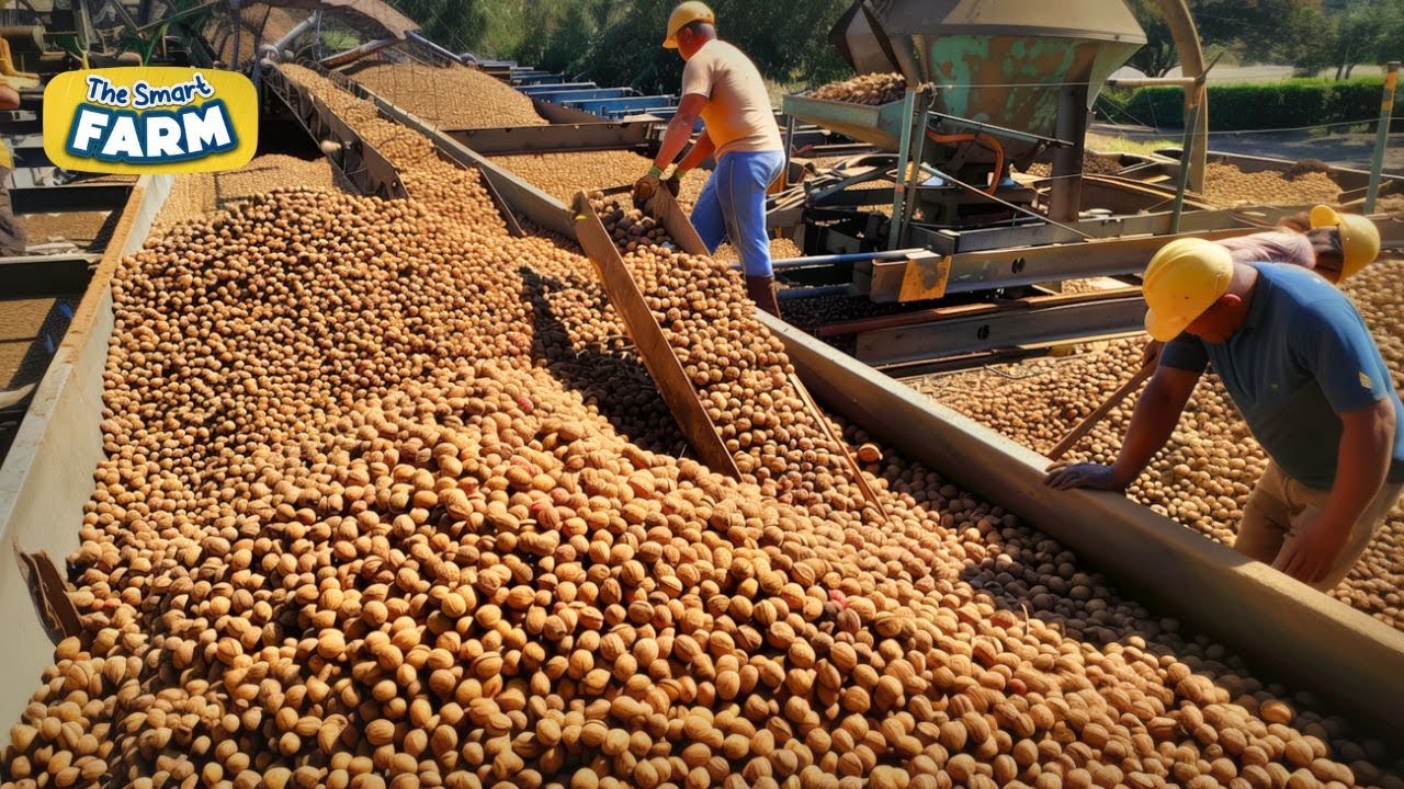 MASSIVE Walnuts Harvesting Technology! How Millions of Walnuts Are Harvested