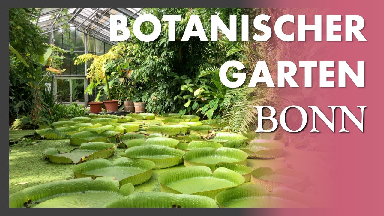 Botanical Garden Bonn/Germany - FULL TOUR - Eine echte Sehenswürdigkeit und tolles Ausflugsziel