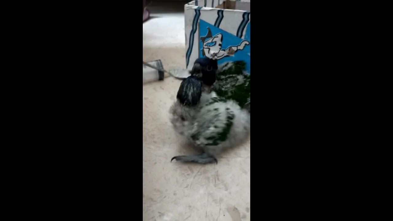 Feeding bird trough spoon | lorryeen bird feeding