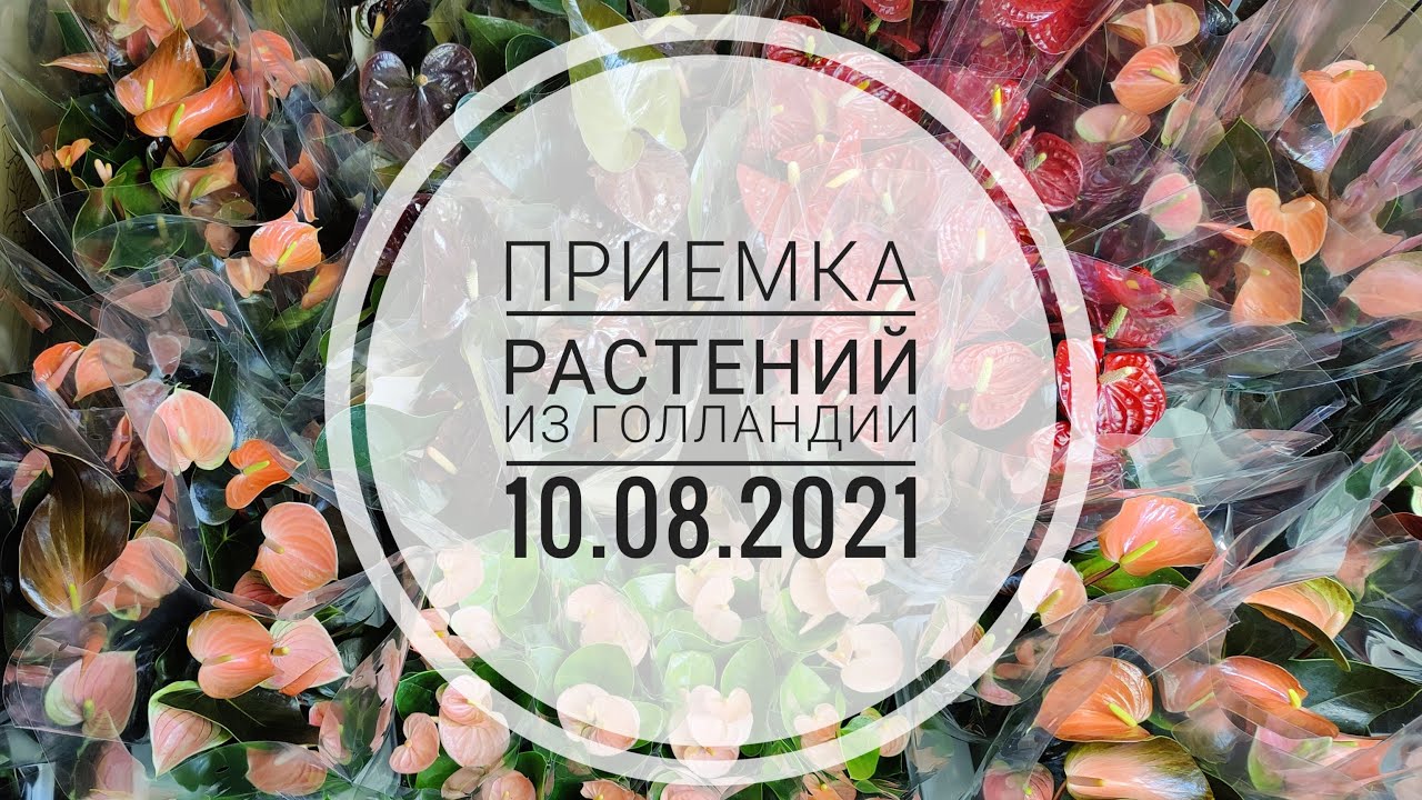 Приемка растений из Голландии 10.08.2021 Антуриум Рейнбоу, Кларинервиум, Гиант Шоколад, Зизу, Ливиум