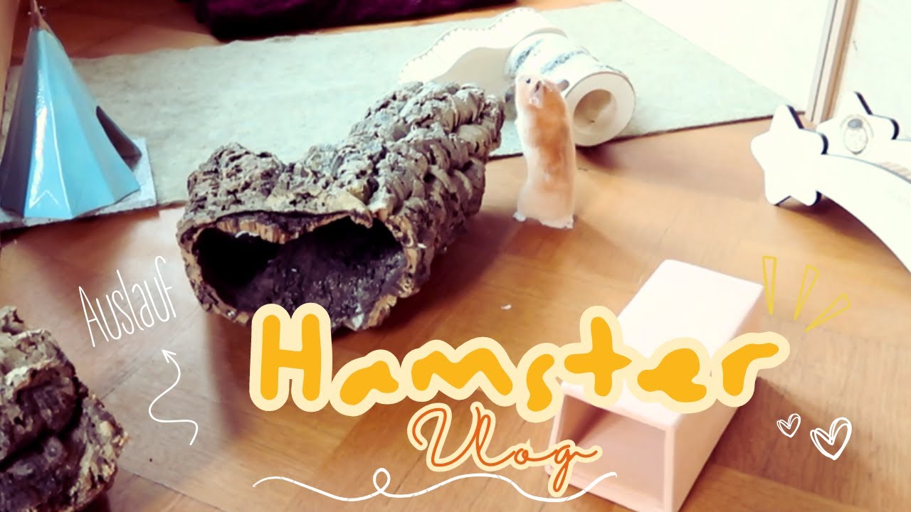Auslauf aufbauen, Dipper zum ersten Mal im Auslauf | Hamster Vlog