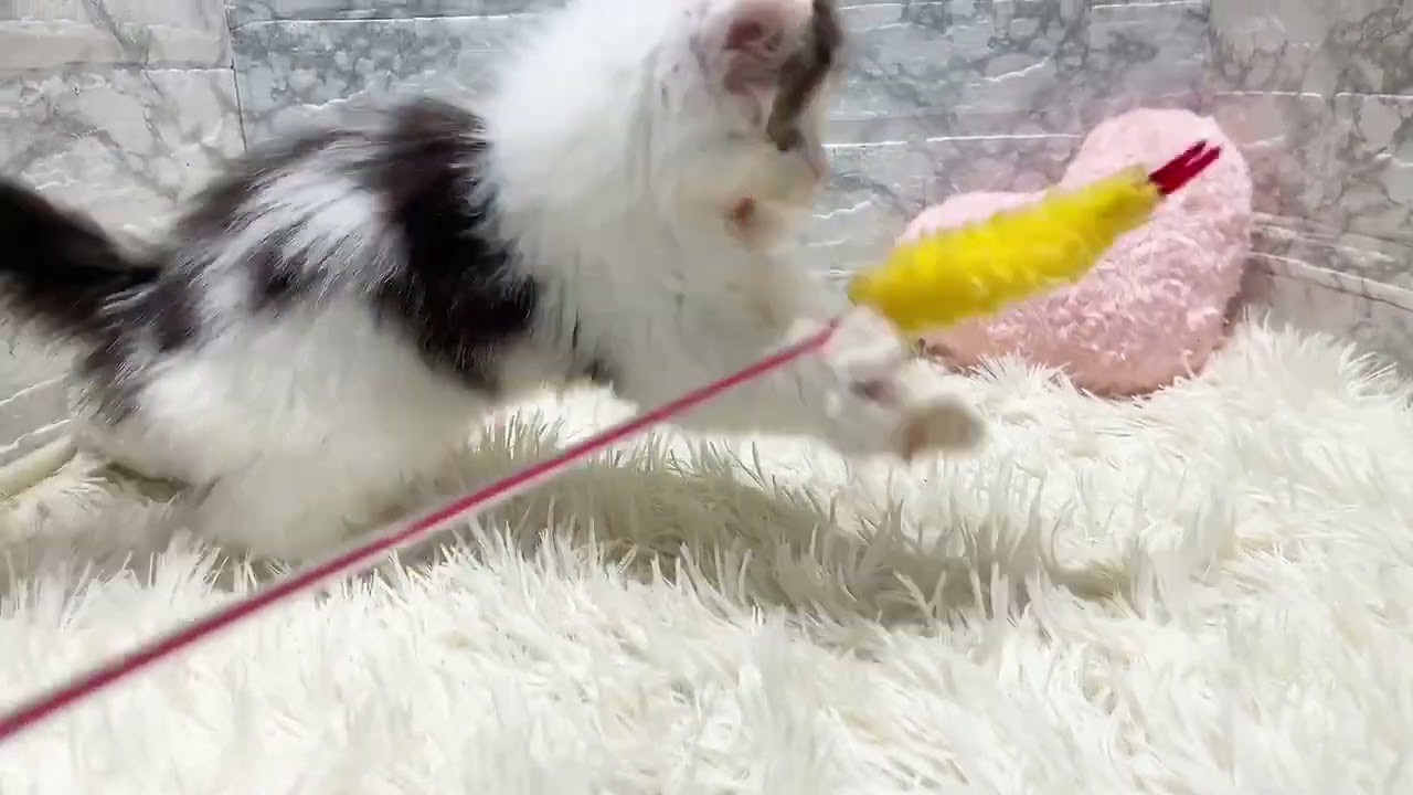 199964　ノルウェージャンフォレストキャット　ペットショップ犬の家＆猫の里香久山店