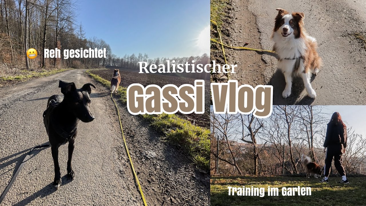 GASSI VLOG mit 2 Hunden: Stress durch Jagdtrieb & wie man mit solchen Situationen umgehen kann