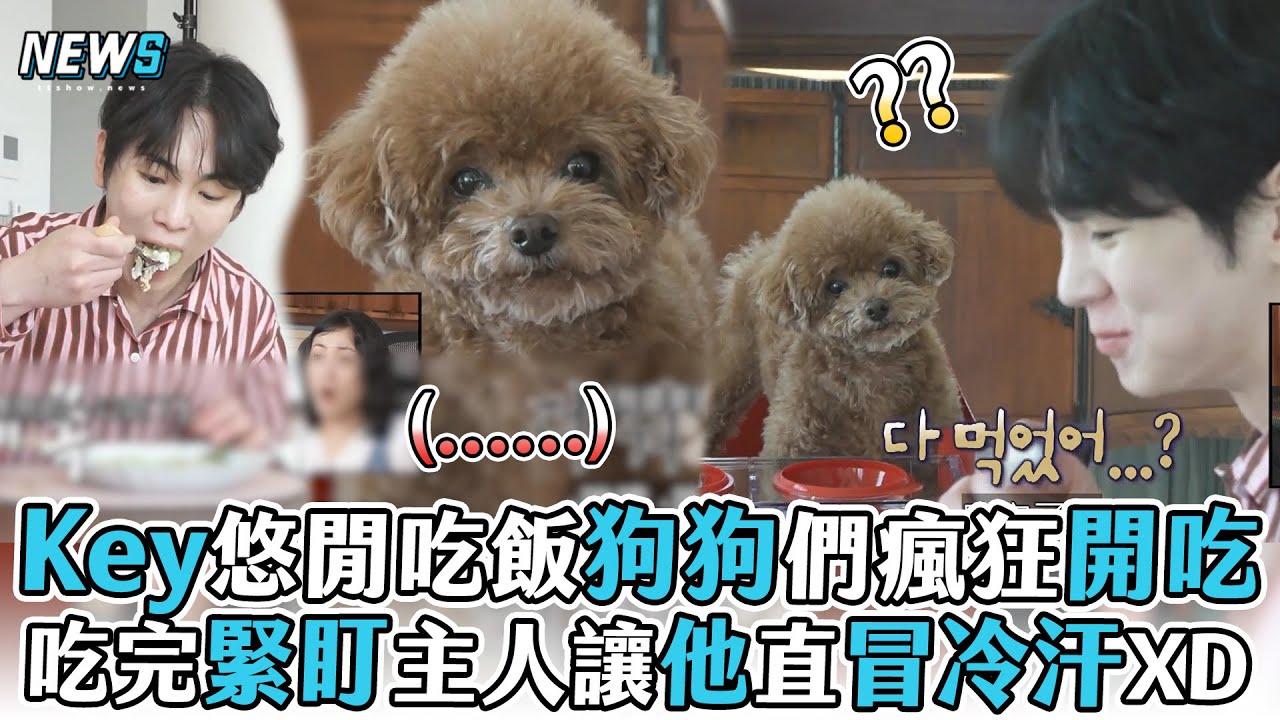 【Key】悠閒吃飯狗狗們瘋狂開吃 吃完緊盯主人讓他直冒冷汗XD