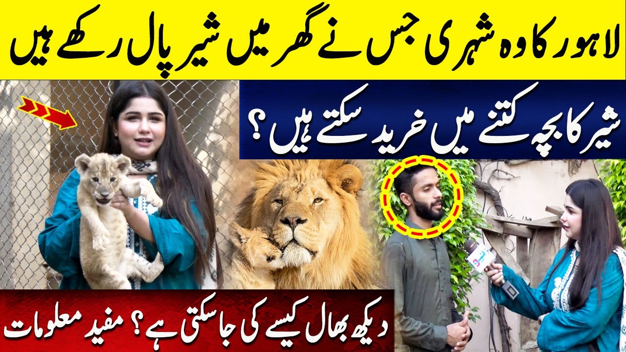Aap Sher ka bacha kitnay mei khareed saktay hain? Shoqeen afrad k liye mufeed maloomat | Faiqa Rana