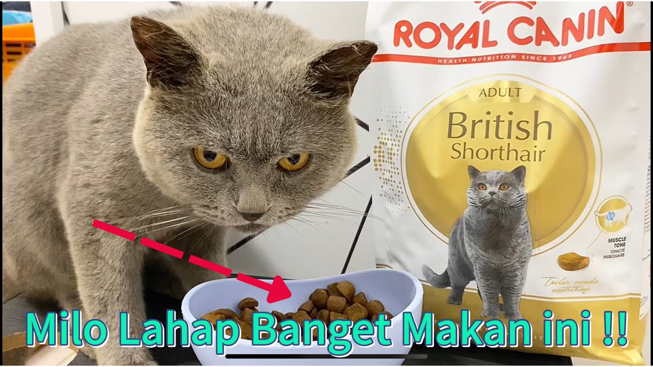 REVIEW ROYAL CANIN BRITISH SHORTHAIR | MILO LAHAP BANGET MAKK !!!!