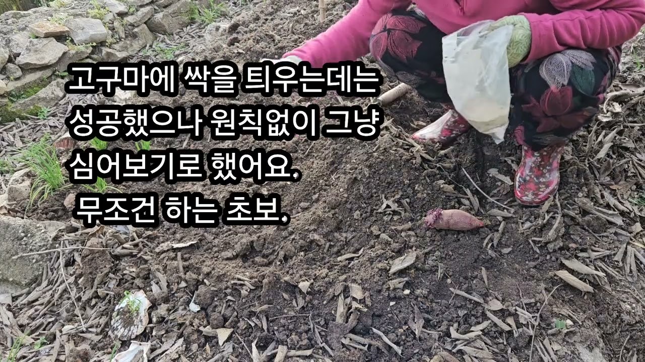 초보 농사꾼이 텃밭에서 #프랑스남부 #프랑스생활 #일상 #텃밭 #전원주택 