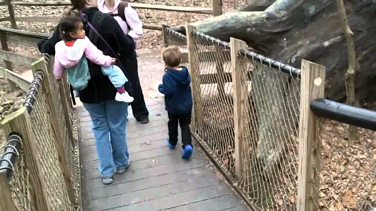Baltimore Zoo Tree Slide 1