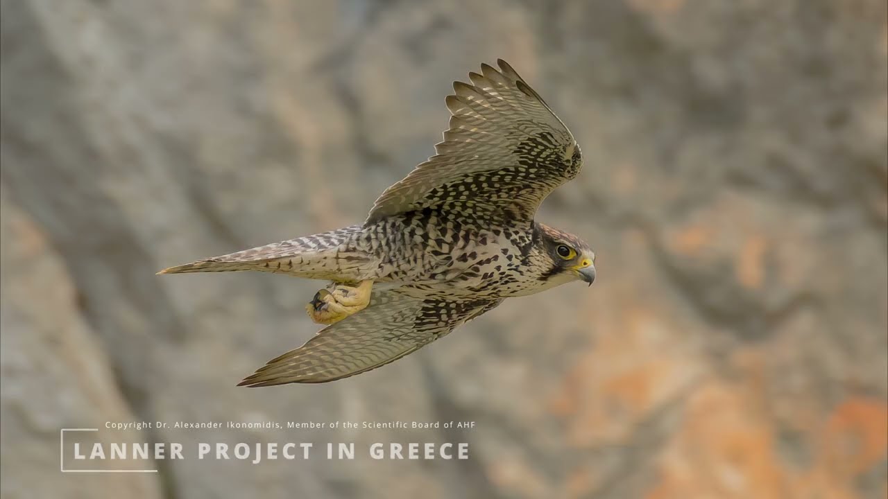 LannerFalconInGreece