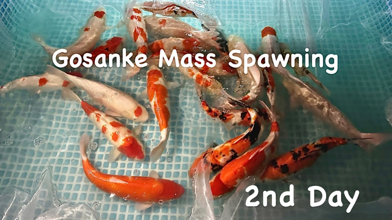 Japanese Import Gosanke Koi Mass Spawning part 2of5 #gosanke #koispawning #koibreeding #bigdvsfish