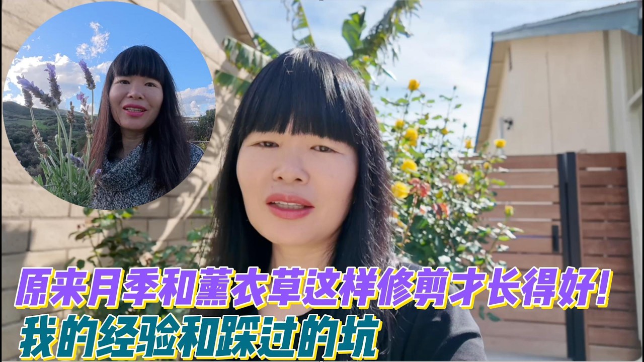 原来月季和薰衣草要这样修剪才长得好！这些年我的心得和踩过的坑。