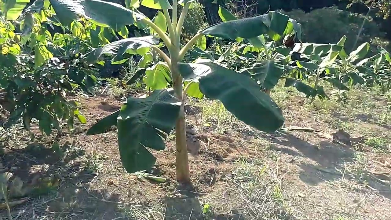 # Hoje foi dia de cuidar das bananeiras