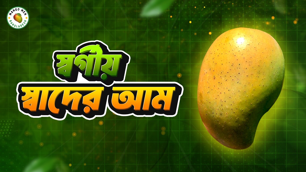 ভিয়েতনামের সুলতান অবিশ্বাস্য স্বাদ, ভরপুর ফলন ও রোগ প্রতিরোধী জাত। Devine Taste Mango