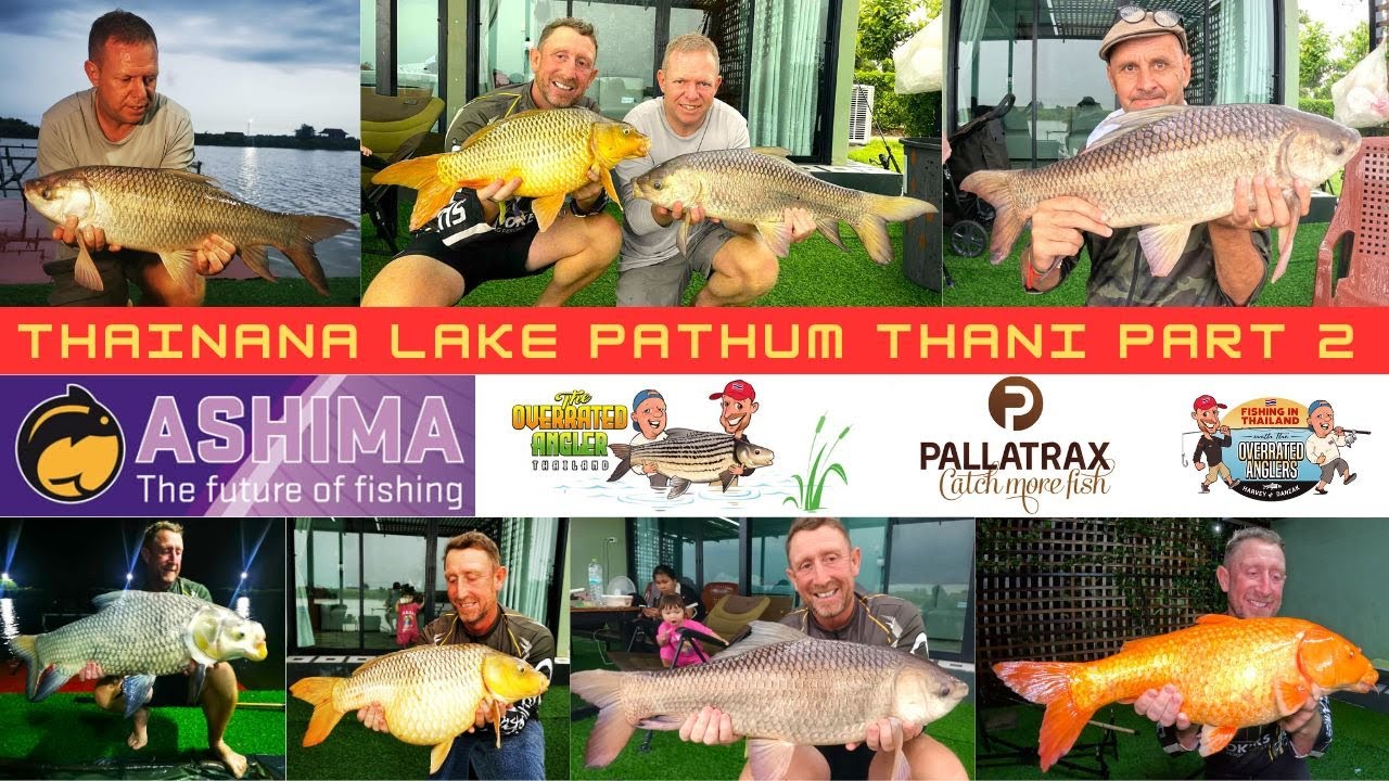 The Overrated Anglers Thailand. Thainana fishing and farm, carp fishing between the downpours,part 2