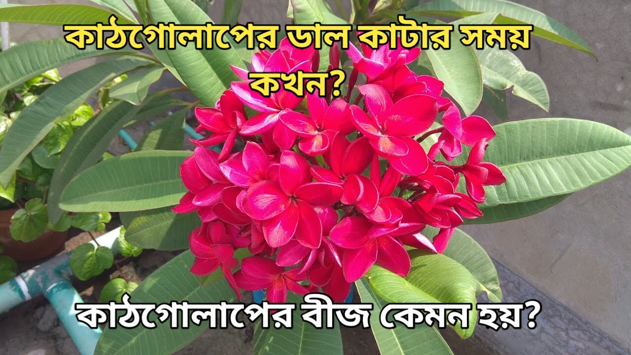 কাঠগোলাপের ডাল কখন কাটার সময়? কাঠগোলাপের বীজ কেমন হয়?when to cut plumeria pulses?