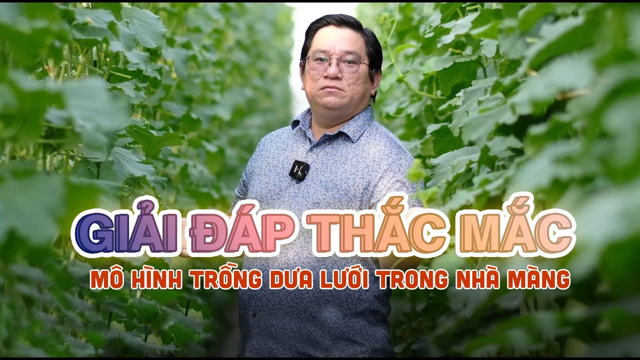 Giải đáp thắc về mô hình trồng dưa lưới trong nhà màng | Ninh Nguyễn Official