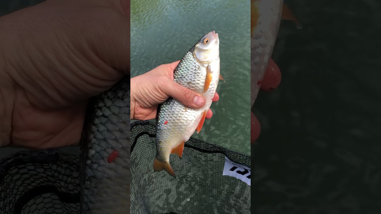 Premi&egrave;re p&ecirc;che au coup de l&rsquo;ann&eacute;e 2024 : gros gardon de fond #p&ecirc;cheaucoup #p&ecirc;che #gardon
