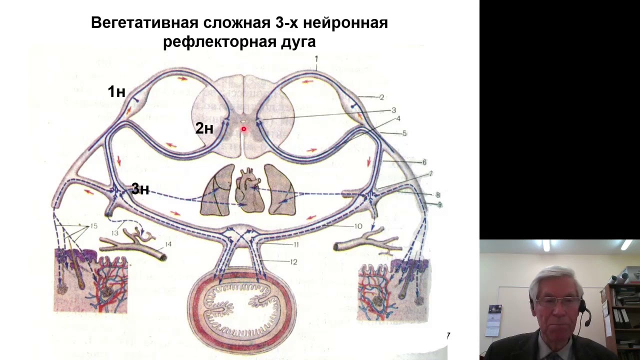Анатомия 6. Функциональная анатомия вегетативной нервной системы