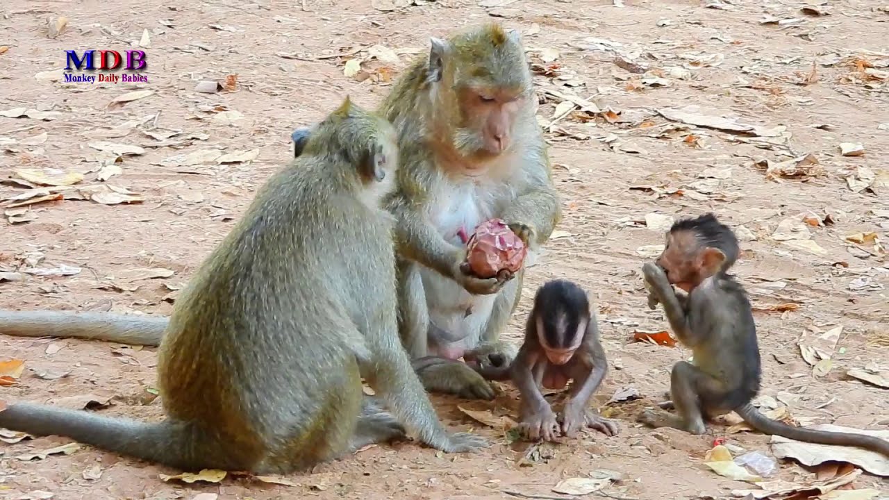 DeeDee and Maria Interact With Baby Maci — Cute Monkey Moment