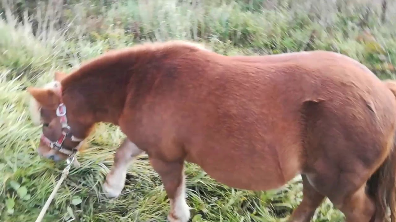 Ruby (Shetland X British Spotted Pony) Smiling & Rambling