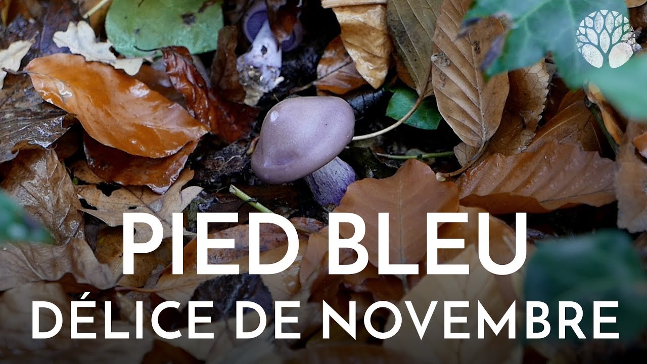 Pied bleu, délice de novembre