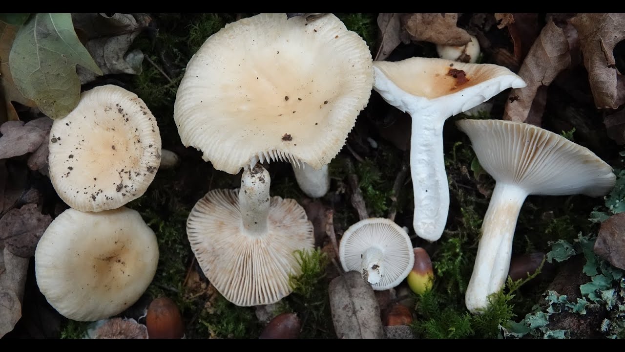 Russula farinipes -  Floury Brittlegill