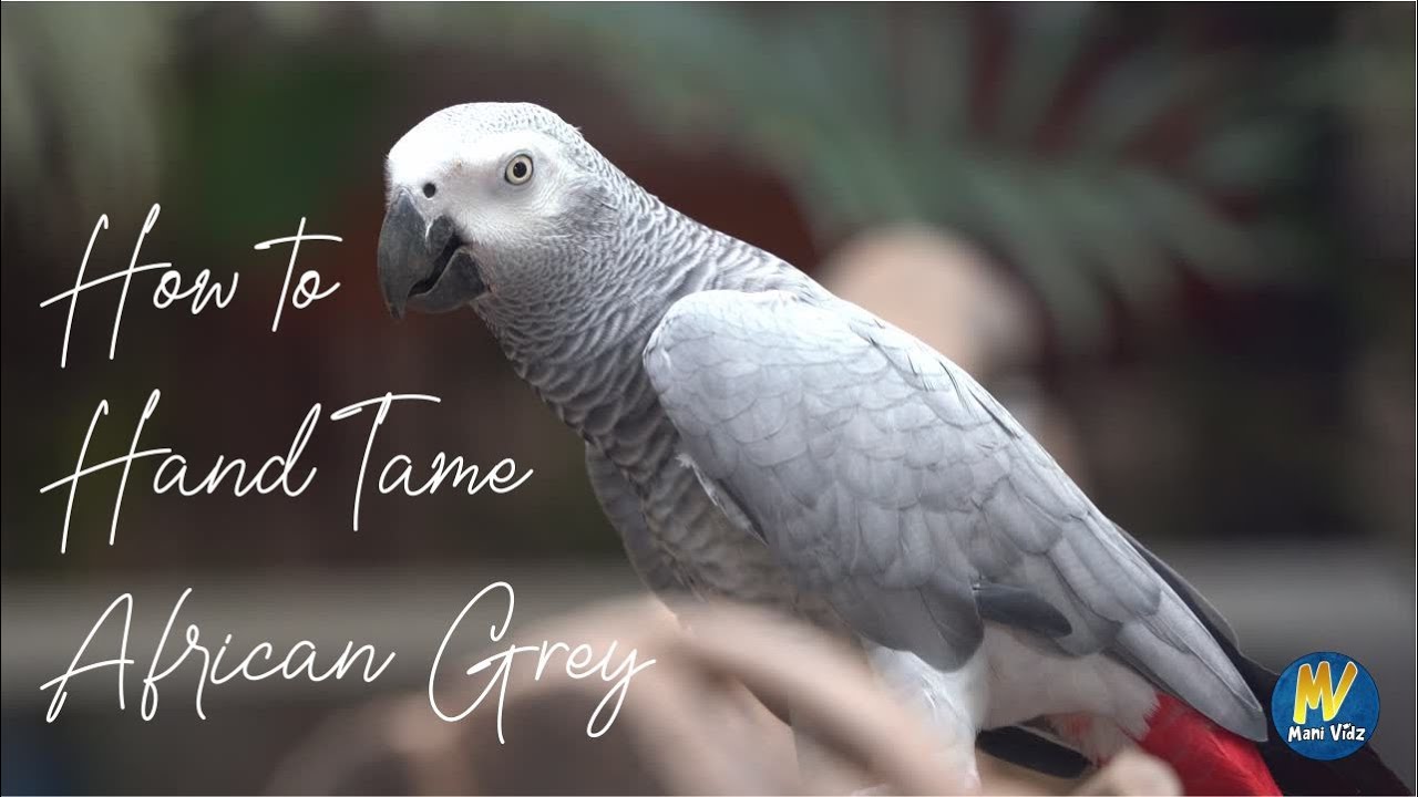 How to hand tame African Grey | Learn hand tame African Grey