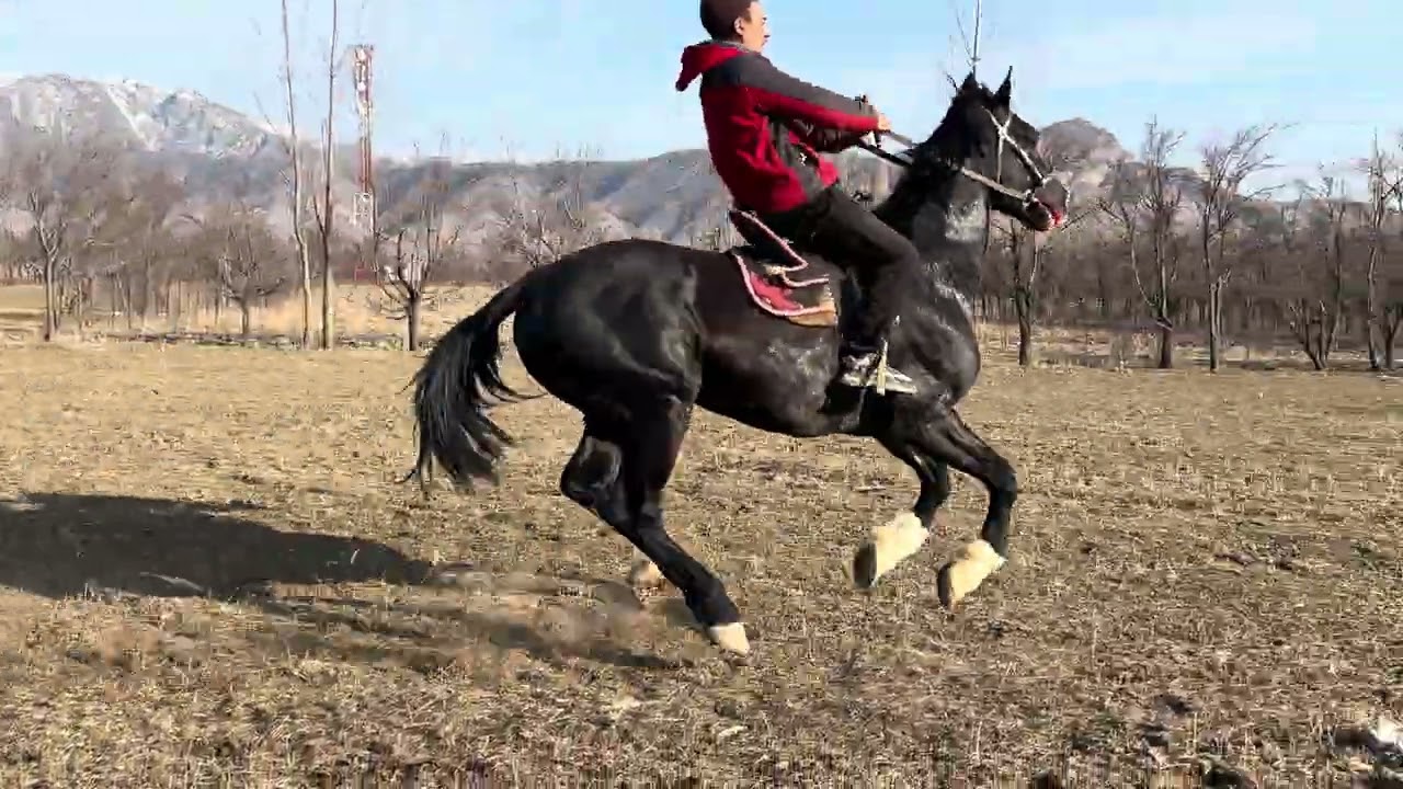 Красавчик Ат сатылат 📞 +996 779 917 791 баасы 6000$