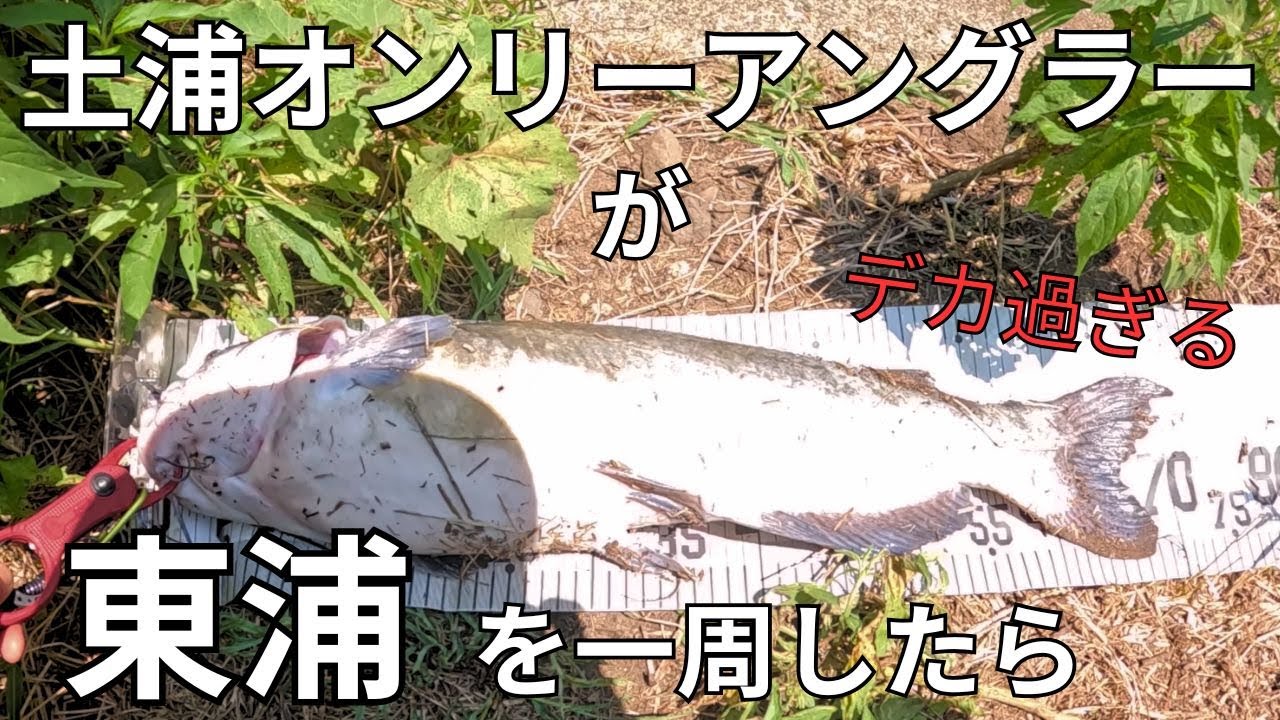 【霞ヶ浦】石岡高浜釣り大会の下見で【初】東浦産バスをゲットしたお知らせ