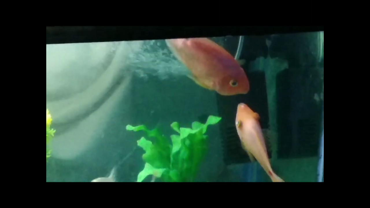 Fish aquarium romance by Bollywood song