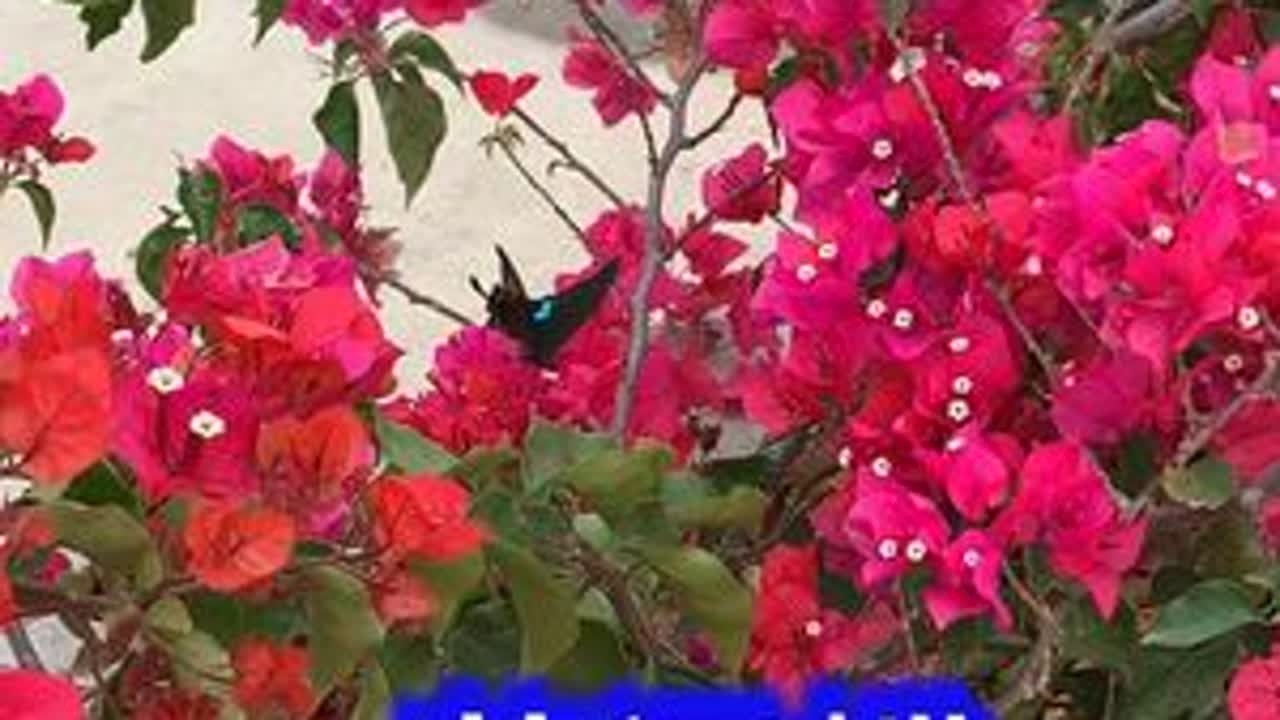 广东音乐《花间蝶》感谢聆听