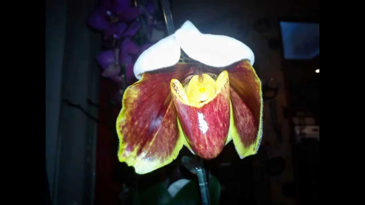 Naissance de Vénus (Paphiopedilum)