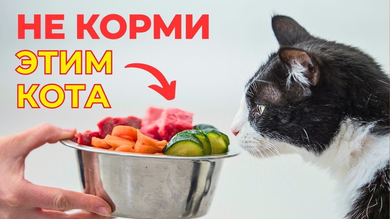 Чем НЕЛЬЗЯ КОРМИТЬ КОШЕК. Полный список вредных продуктов