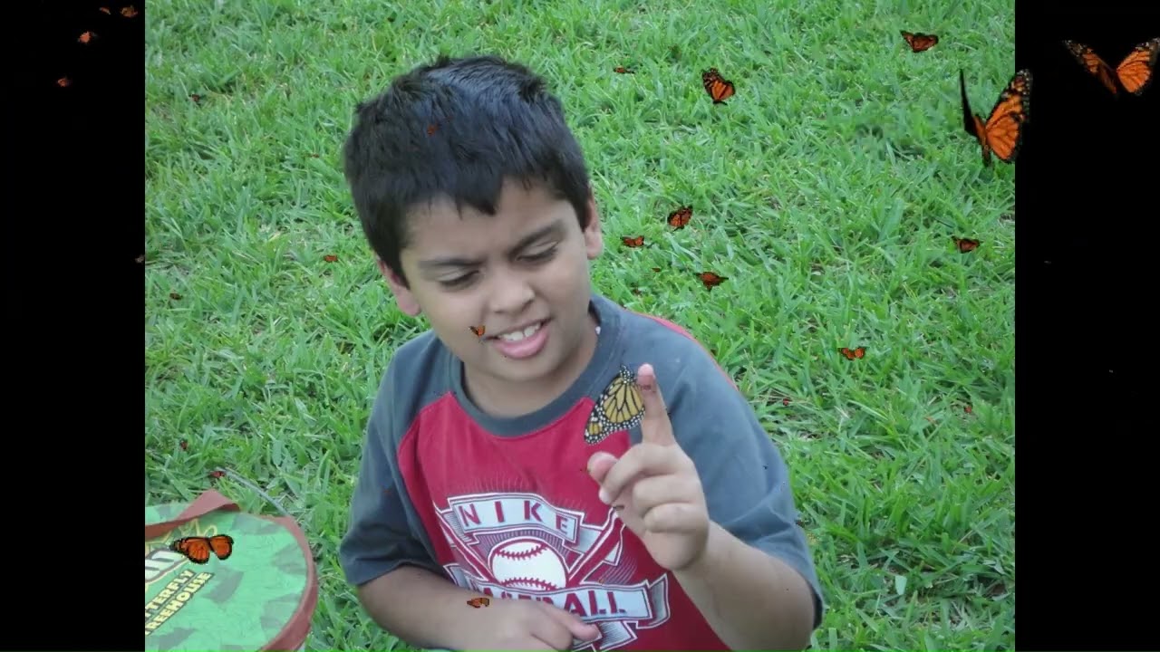 Looking for Butterflies in my Butterfly Garden