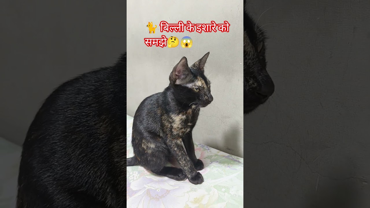 #cat