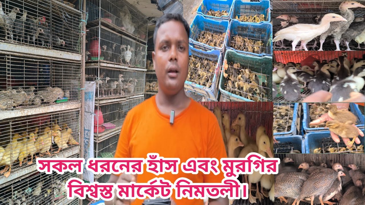 339 ৩৫ টাকা রুপালি ৩২ টাকা ক্যামবেল বেইজিং চিনা হাঁসের বাচ্চা তিতির টারকি মুরগির বাচ্চা নিমতলিতে।