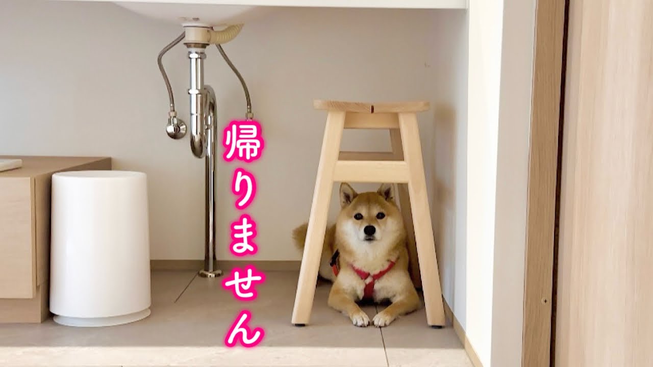 お泊まり会が楽しすぎて帰りたくないと言い張り隠れて出てこなくなった柴犬が可愛い