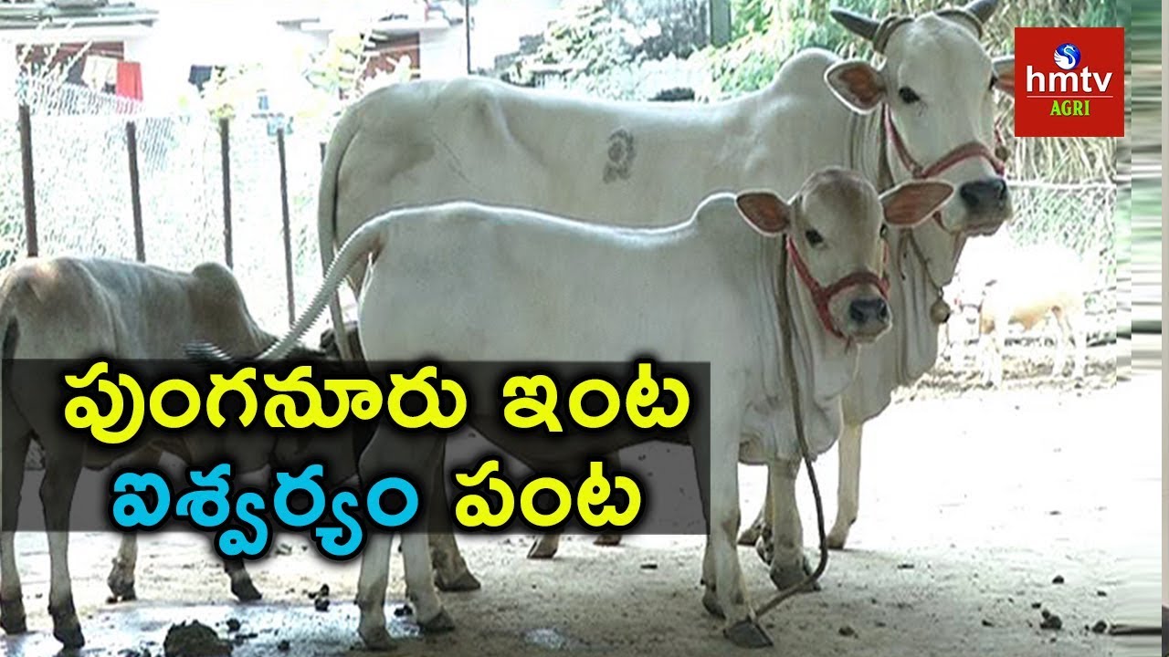 Punganur Cows : Rare Breeds of Cows |  hmtv Agri