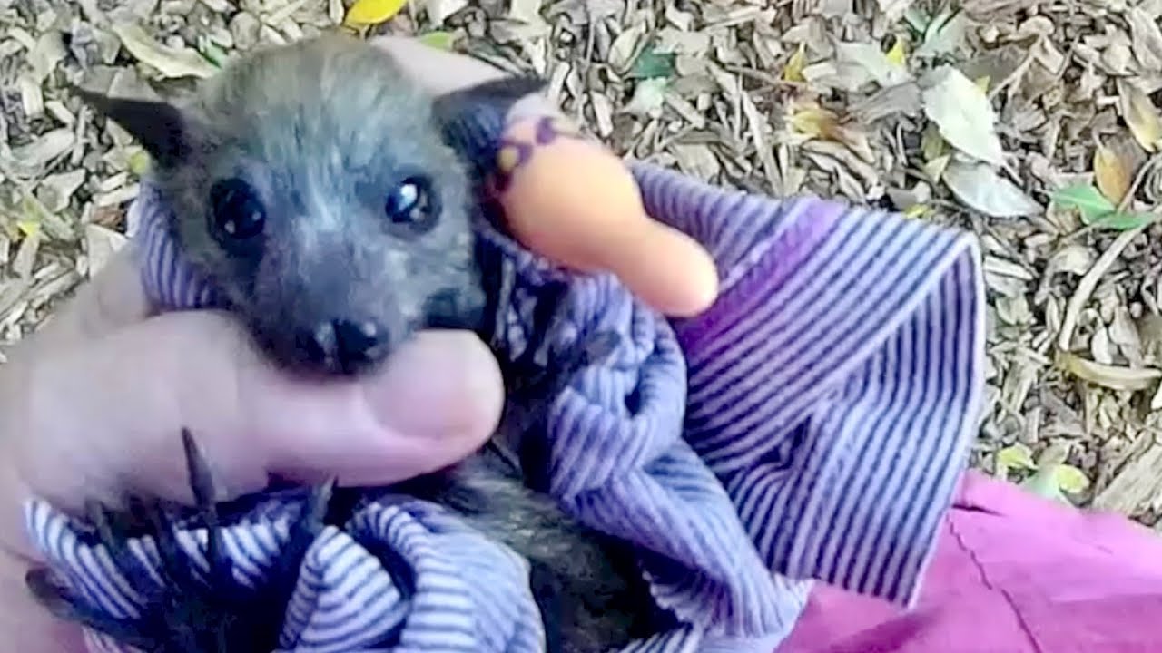 Rescuing Millefiori;  a baby flying-fox found on her dead mother.