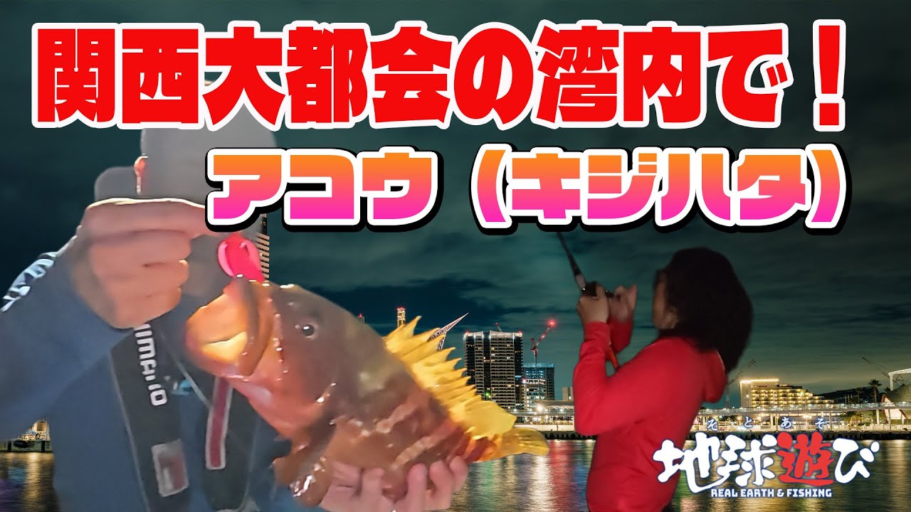 【アコウ（キジハタ）】関西の大都会でロックフィッシュを狙ってみた【401】
