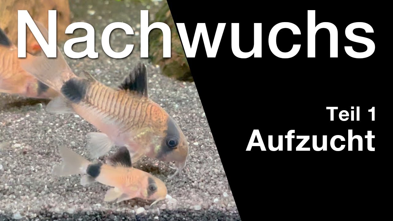 Panda-Panzerwels Nachwuchs | Teil 1: Aufzucht
