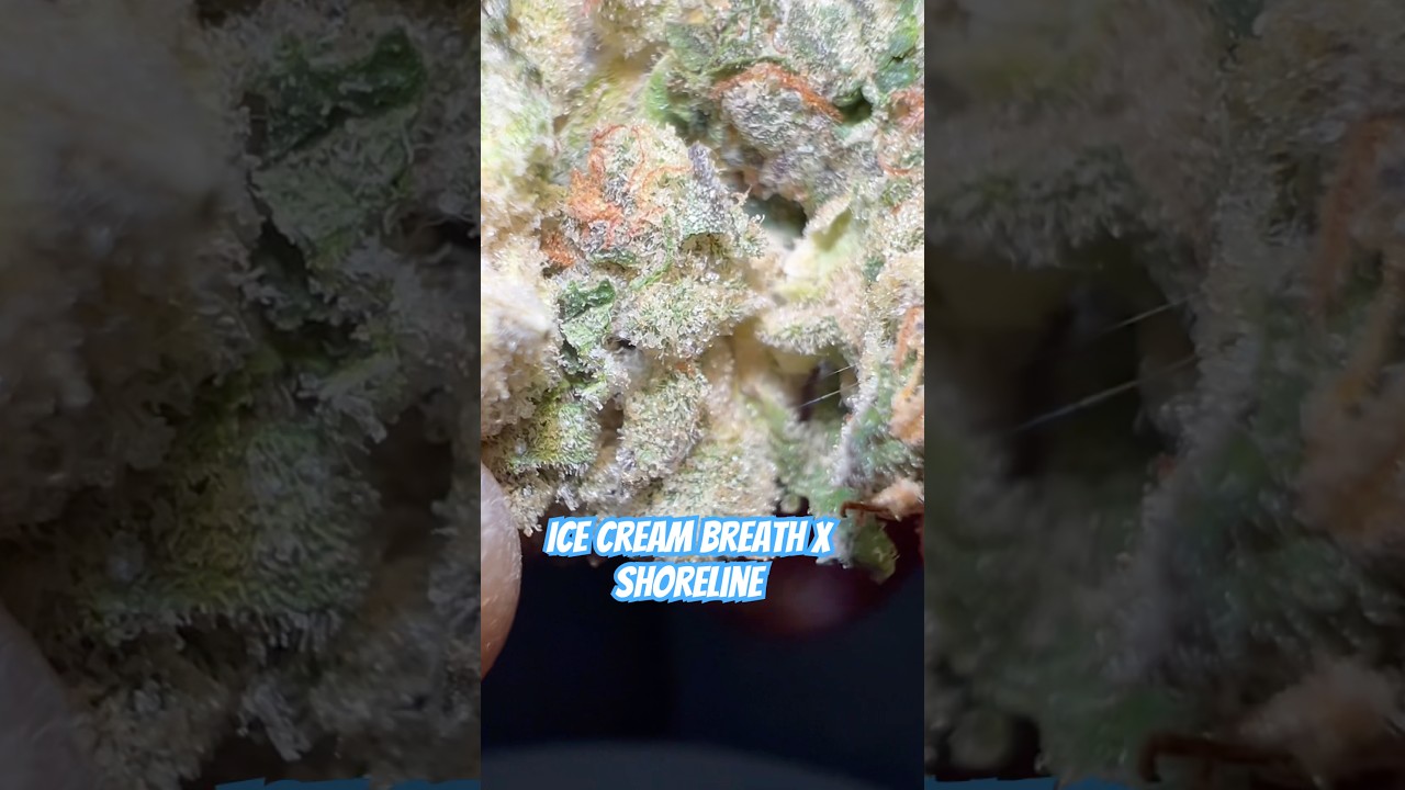 Ice cream breath X Shoreline #flowgardens #subscribe #review #420community #freethatplant