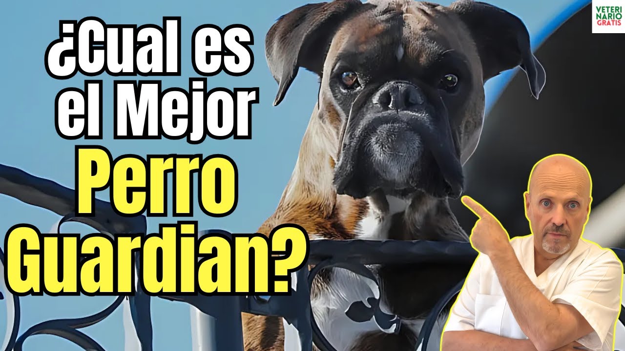 🐶🔒 &iquest;CU&Aacute;L ES EL MEJOR PERRO GUARDI&Aacute;N? 8 RAZAS QUE M&Aacute;S PROTEGEN Y DAN SEGURIDAD 🚨🏡
