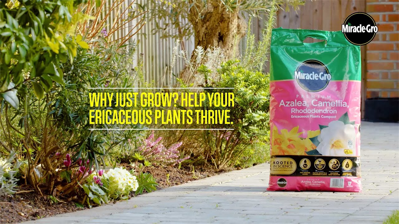 Miracle-Gro Premium Azalea, Camellia & Rhododendron Compost. Compost suitable for ericaceous plants.