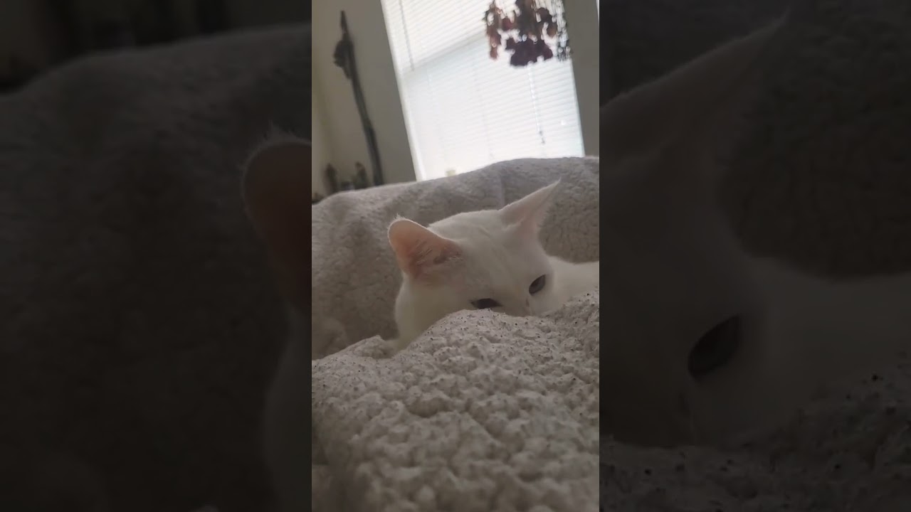 Throwback to Mochi Playing with my Blanket