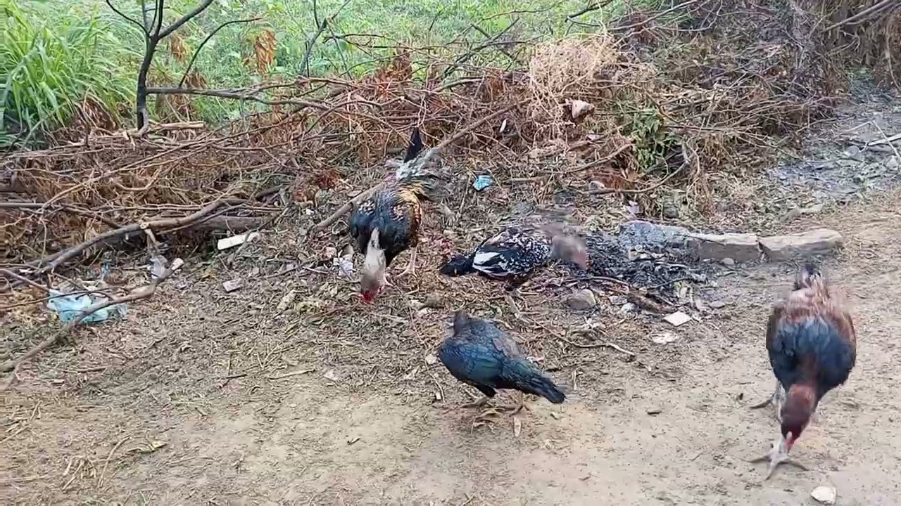 Blake roster Breeding Pair Rooster and Aseel hen || How do Asil Chickens Mate😘|| Punjab Aseel lovers