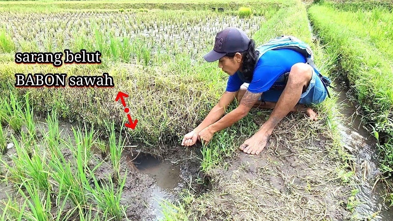 Petaninya pun terkejut melihat tarikan belut Babon sawah ini. Eel fishing