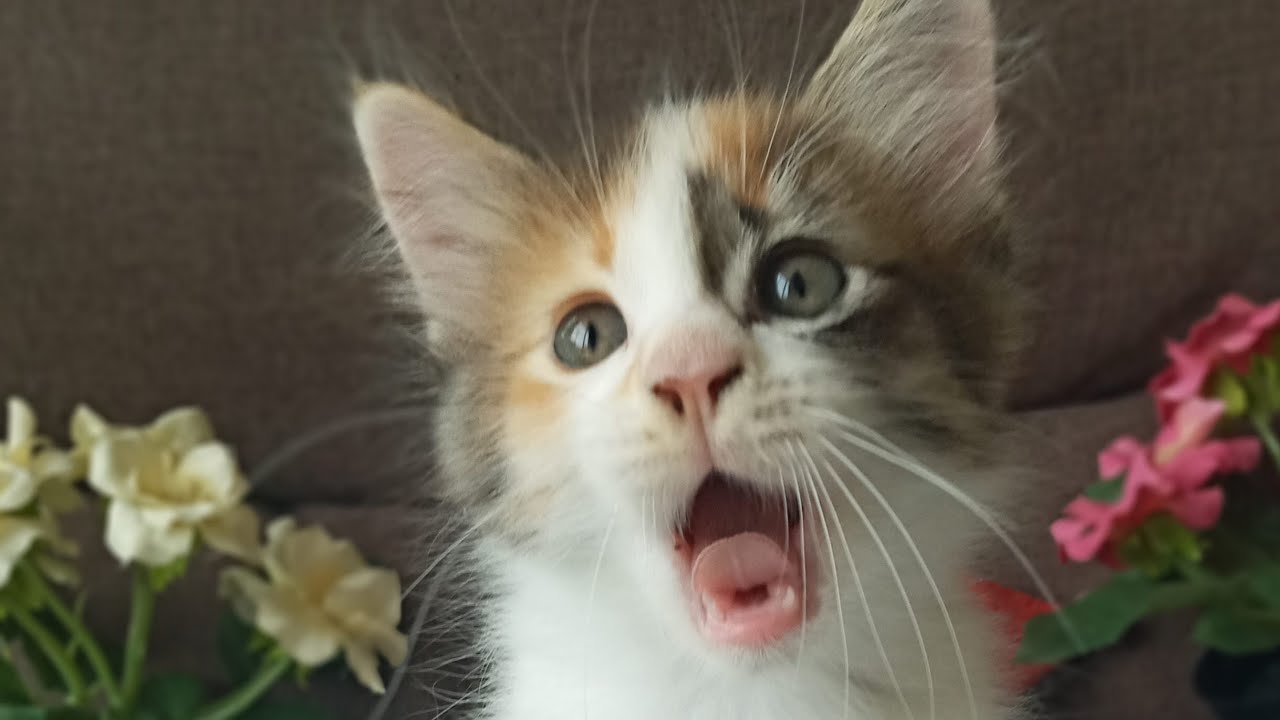 Time Machine Cats !!!! Longest Daily Cat's Story