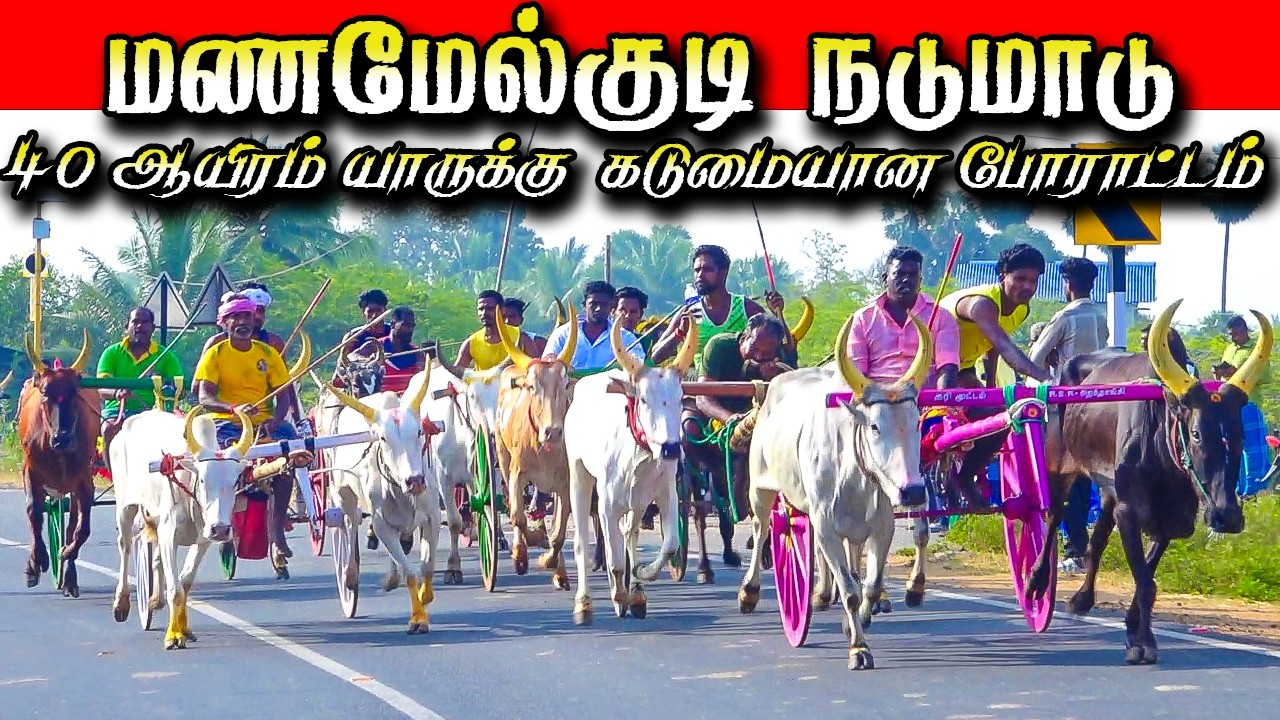 மணமேல்குடி நடுமாடு  21/02/2026 #krish_studio_kattumavadi