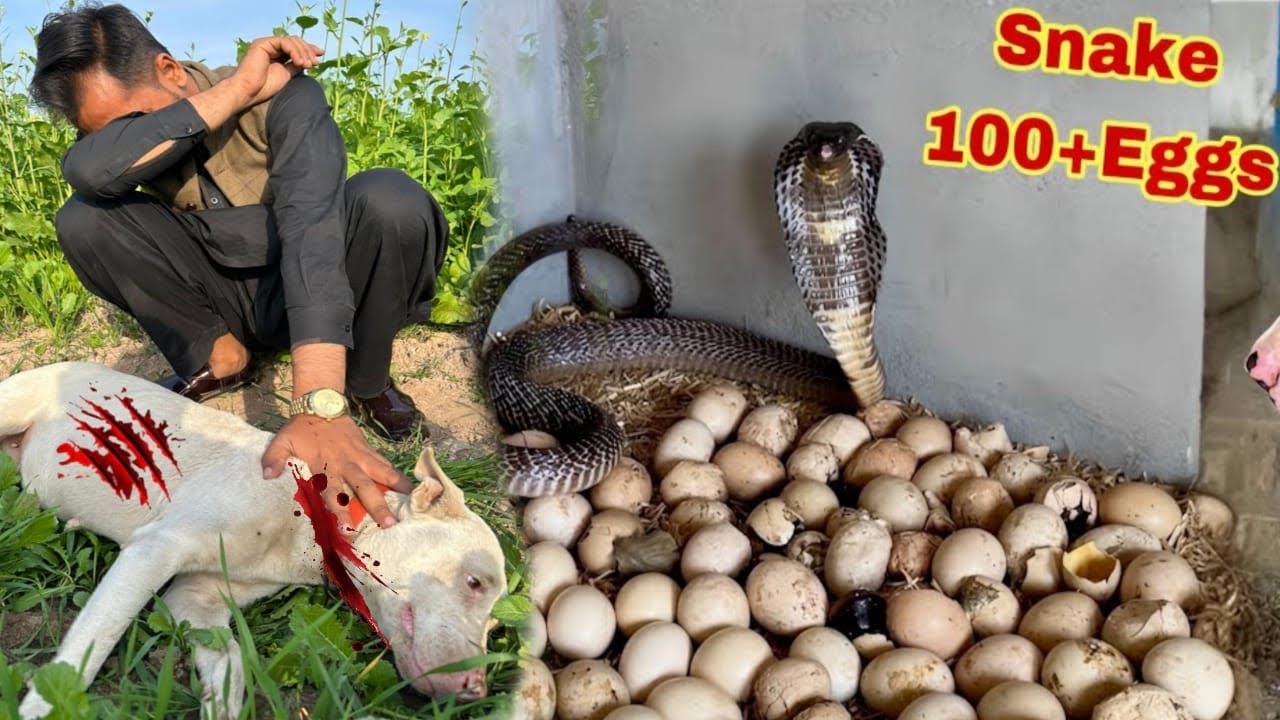 Saanp Nay Bilo Pr Attack krdiya😭|prank with Bassam|